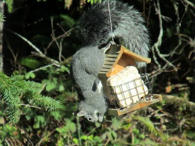 Nature hungry possibilities
