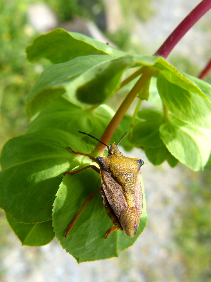Insect flower detail