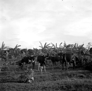 De koeien van boer Van Dijk in Suriname, Bestanddeelnr 252-6441