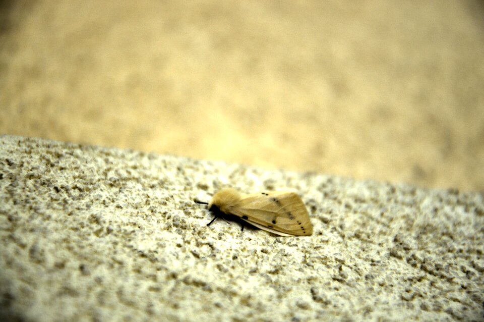Worm butterfly hairy