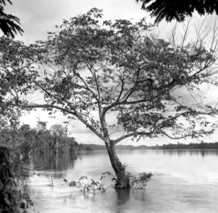 De Marowijnerivier in Suriname bij hoog water, Bestanddeelnr 252-6699