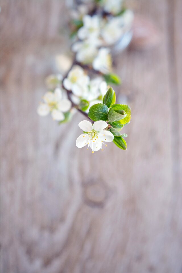 White flowers cherry blossoms cherry blossom branch