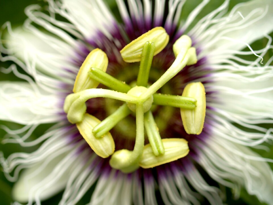 Tropical green petal