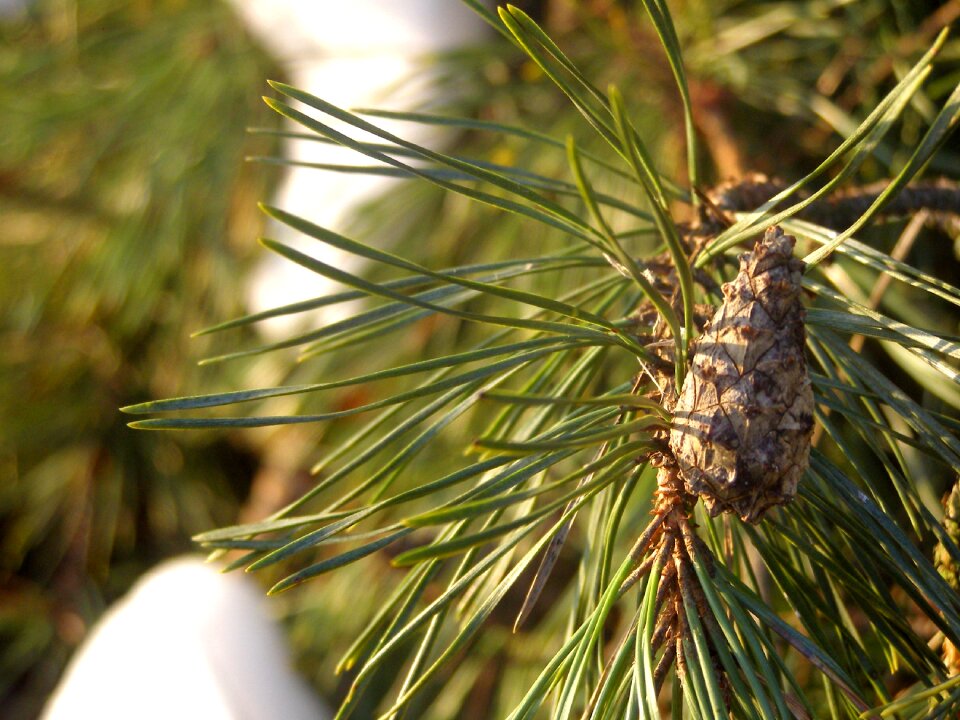 Tree needles nature