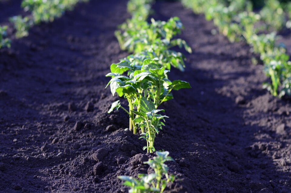 Landing agriculture plant
