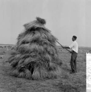 De oogst 1964, de werkzaamheden op het land, Bestanddeelnr 916-6707