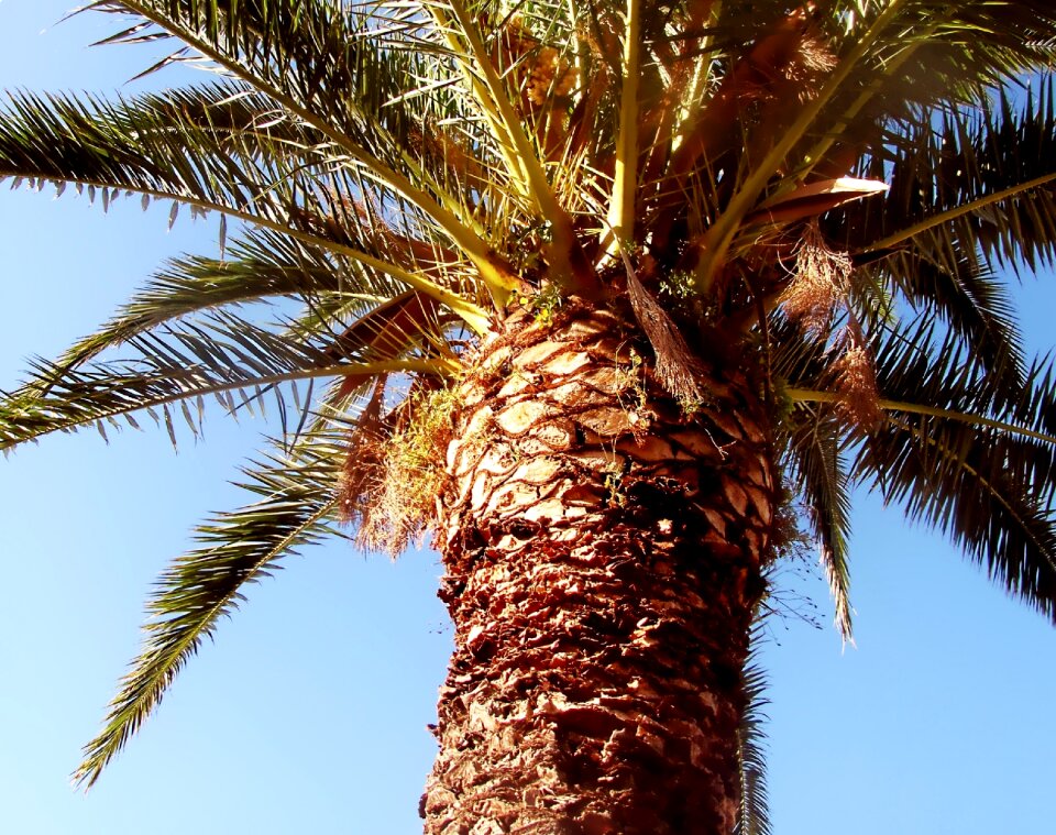 Frond spain phoenix