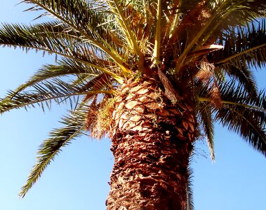 Frond spain phoenix