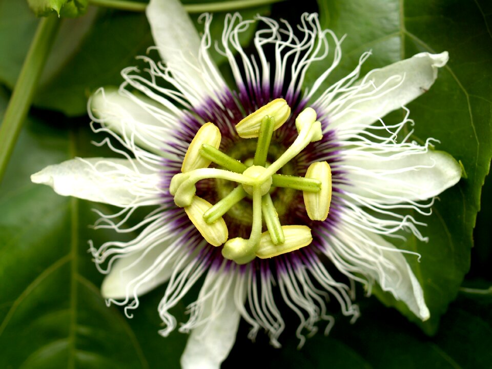 Tropical green petal