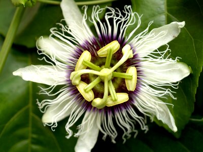 Tropical green petal photo