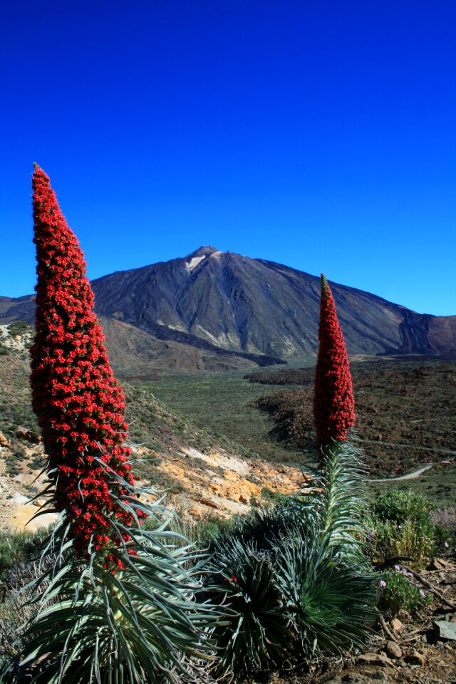 Red flowers teide national park candles shaped