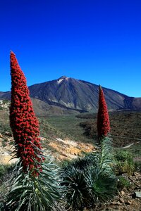 Red flowers teide national park candles shaped