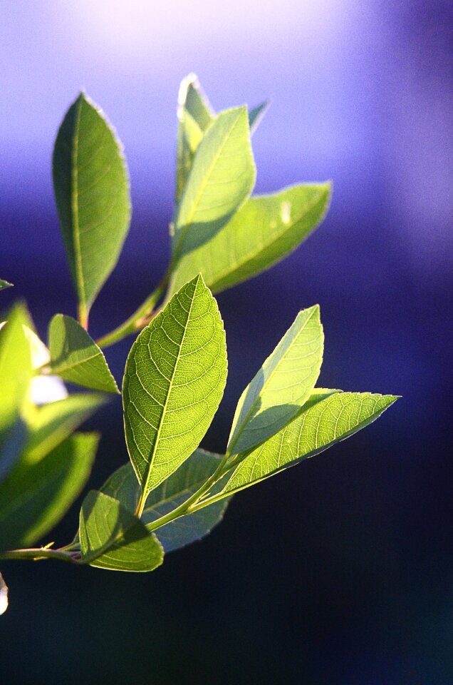 Nature green summer