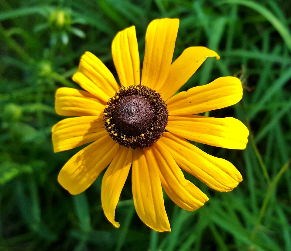 Spring nature brown eyed susan