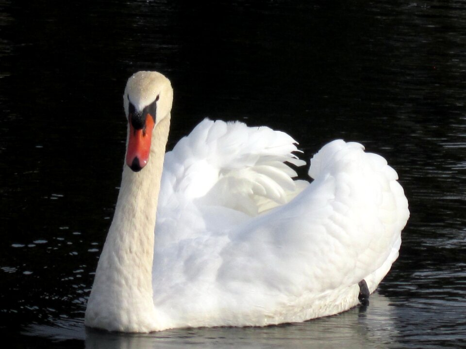 White nature bird