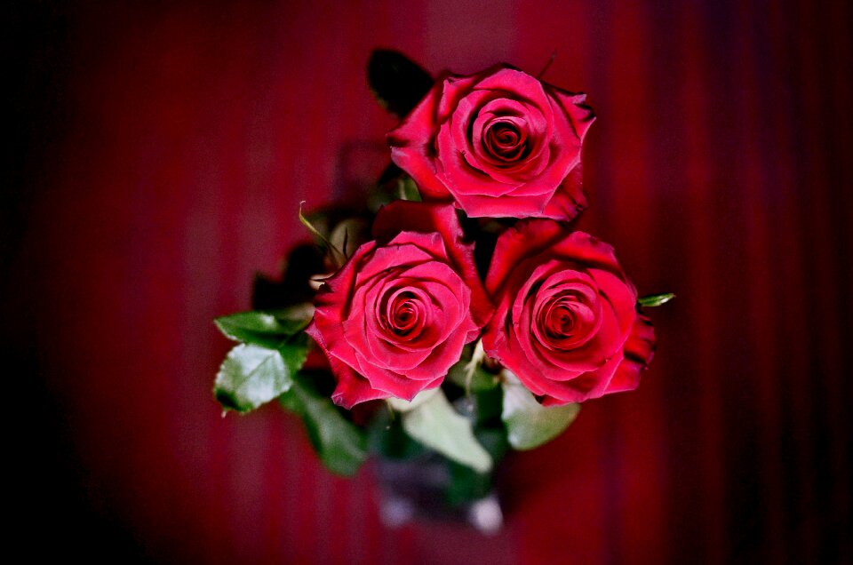 Flowers flower red