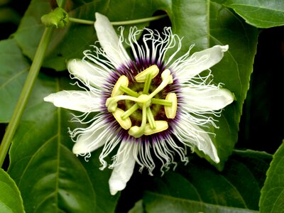 Tropical green petal photo