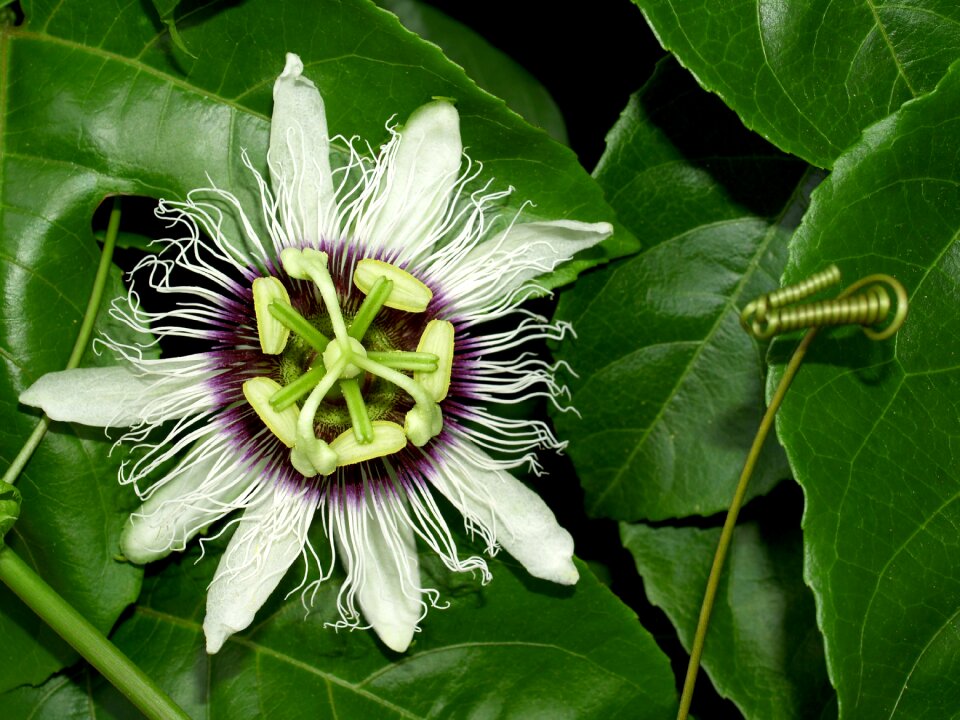Tropical green petal