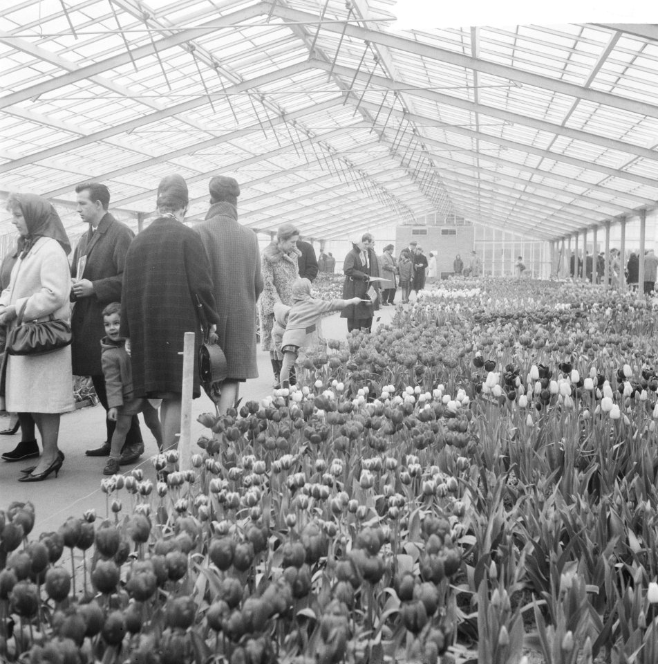 De kassen op het Keukenhof waar alleen de tulpen in bloei stonden, Keukenhof, Bestanddeelnr 916-2448