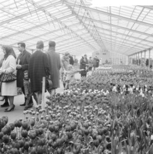 De kassen op het Keukenhof waar alleen de tulpen in bloei stonden, Keukenhof, Bestanddeelnr 916-2448
