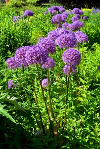 Nature allium purple photo