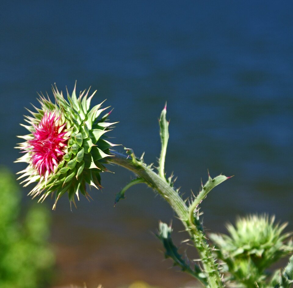 Blossom bloom wildflower
