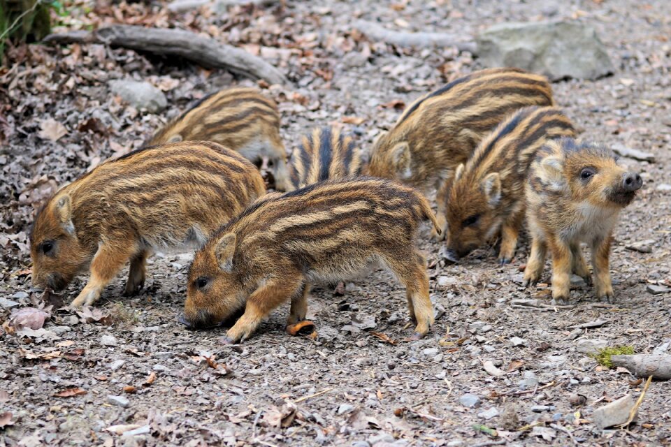 Pig animal world zoo