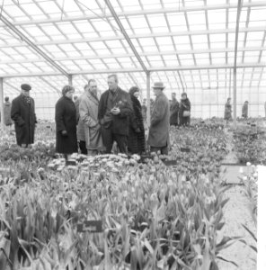 De kassen op het Keukenhof waar alleen de tulpen in bloei stonden, Keukenhof, Bestanddeelnr 916-2451