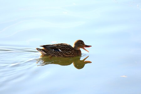 Duck water duck nature
