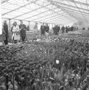 De kassen op het Keukenhof waar alleen de tulpen in bloei stonden, Keukenhof, Bestanddeelnr 916-2452