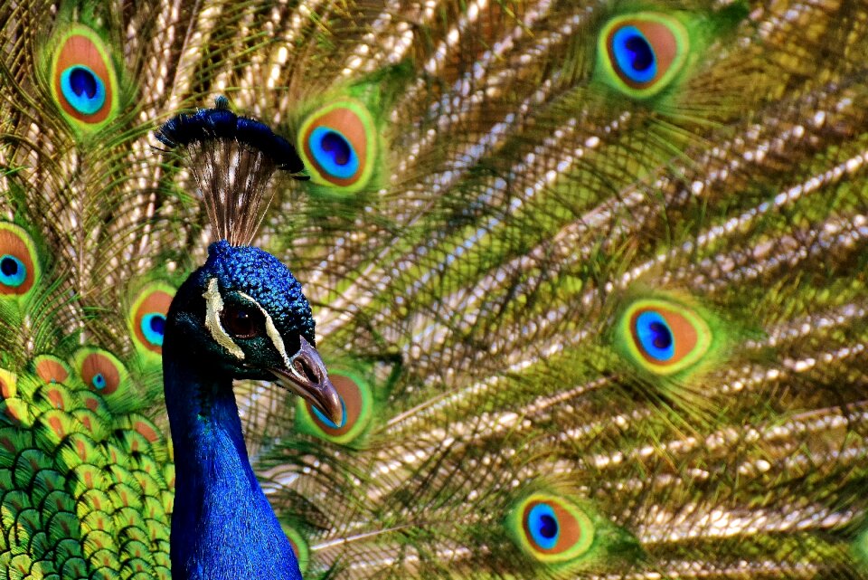 Bird plumage nature