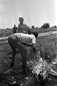 De koningin bezoekt een plantage, Bestanddeelnr 927-0459