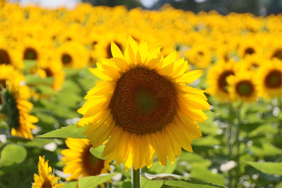 Big flower field of sunflowers petal