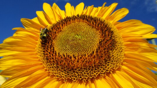 Blue sky closeup brown sunflower
