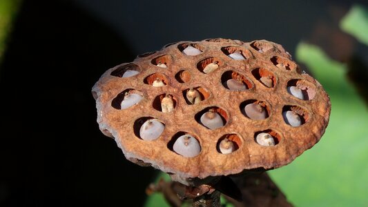 Seeds lotus nuts brown