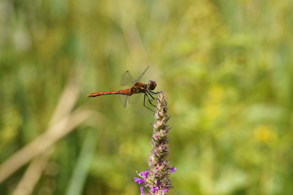 Close up macro flight insect