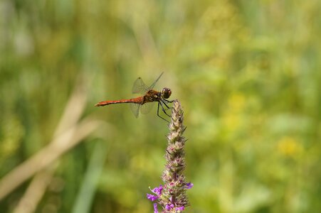 Close up macro flight insect