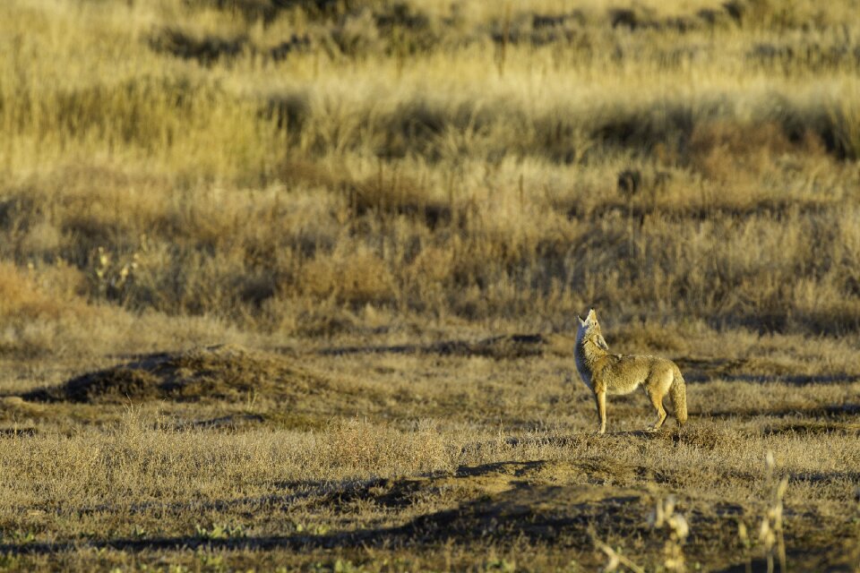 Canid predator mammal