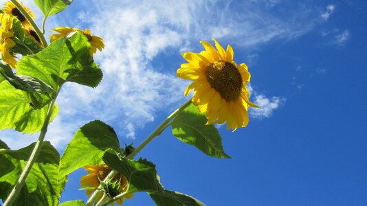 Summer nature blue sunflower