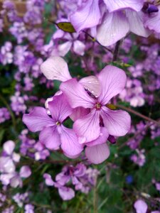 Purple flower plant garden