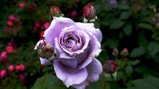 Rose garden blossom bloom