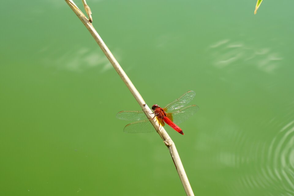 Red insect animal