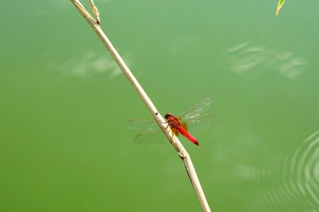 Red insect animal photo