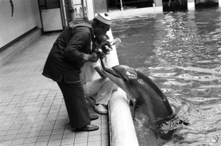 De dolfijn Peppi, Bestanddeelnr 931-0289 photo