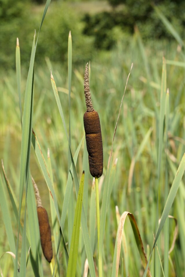 Shore plants wetlands lake