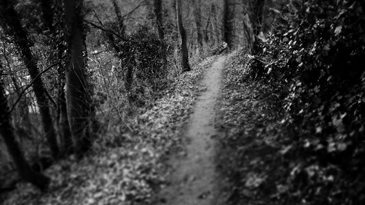 Mysterious mysterious path eerie photo