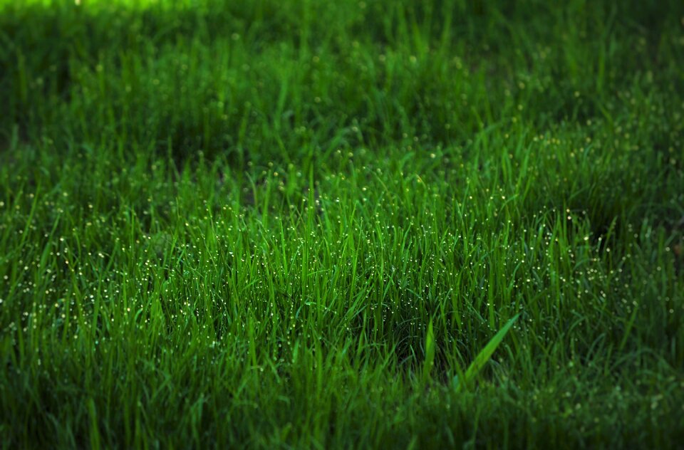 Garden green nature