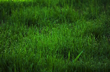 Garden green nature photo