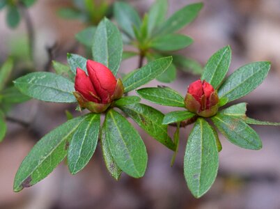 Plant flower bud photo