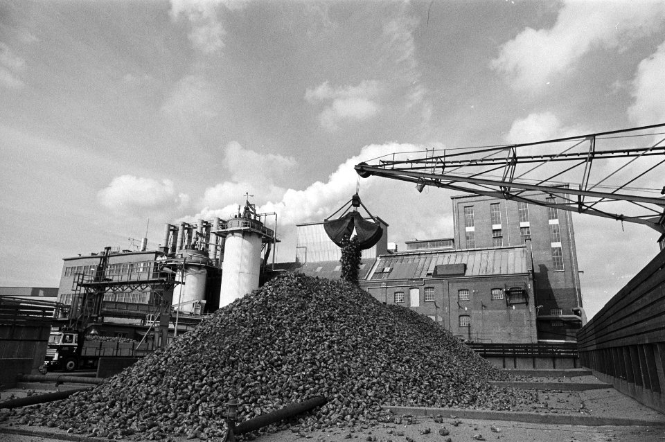 De eerste suikerbieten op het terrein van de rokende fabriek, Bestanddeelnr 930-4587